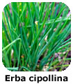 Erba cipollina